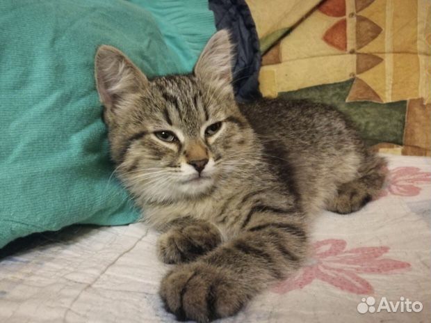 Малыши ищут семью