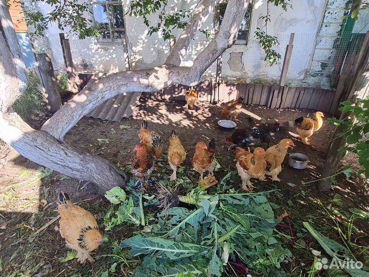 Петухи брамские