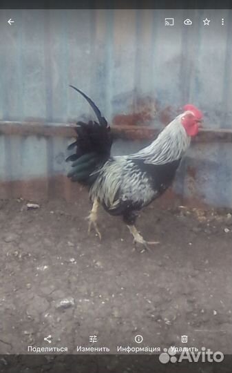 Домашняя птица петух