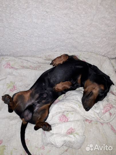 Вязка кобель такса