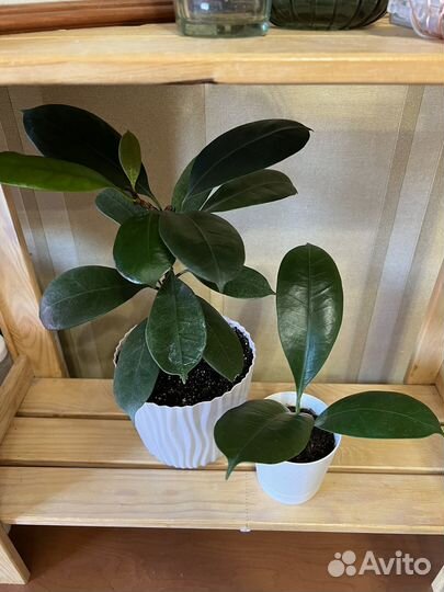 Фикусы разные