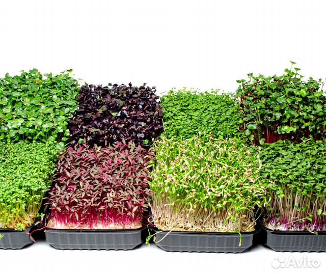 Микрозелень