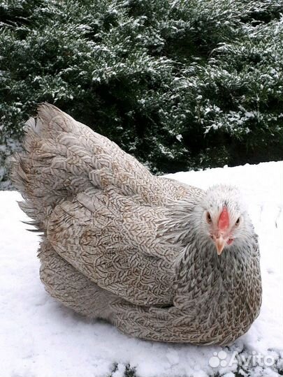 Виандот карлик цыплята и инк,яйцо