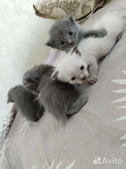 Кошка в дар бесплатно