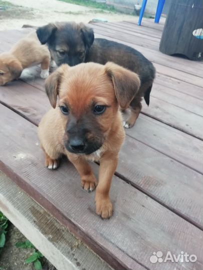 Щенки