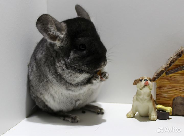 Шиншилла Чёрный Бархат девочка