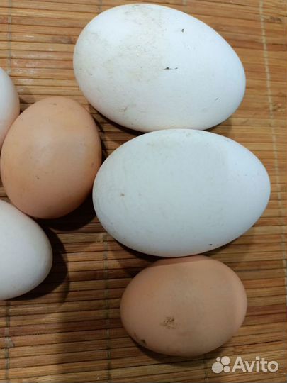 Яйца куриные и гусиные, зелёный лук