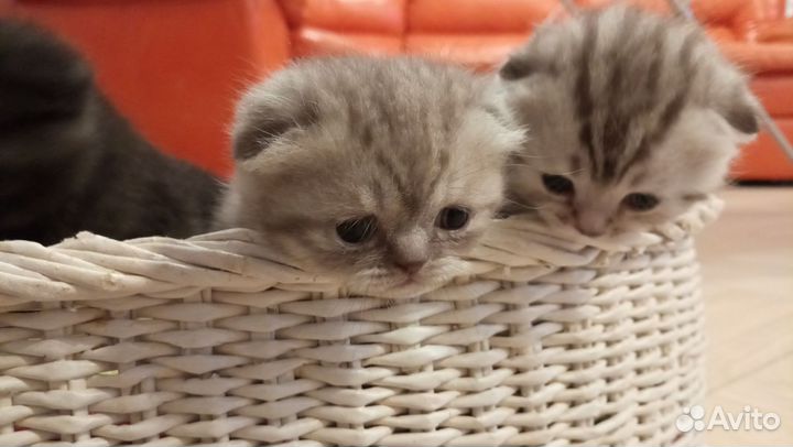 Шотландские котята