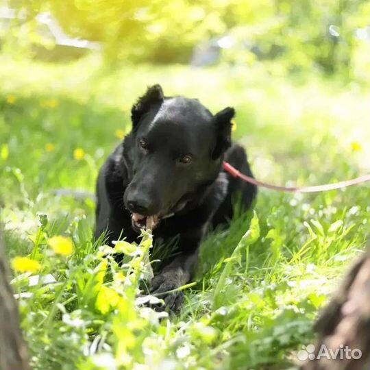 Собака в добрые руки отдам бесплатно
