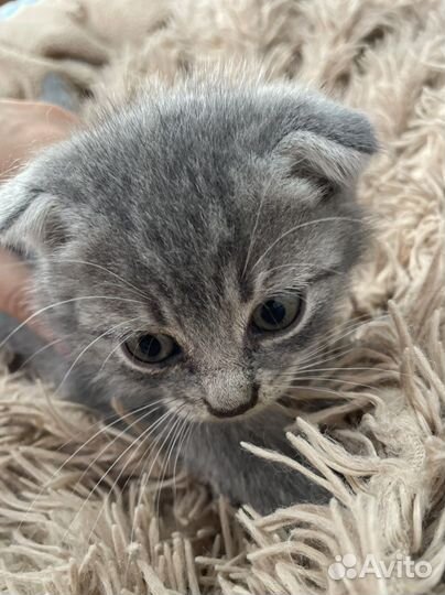 Британские котята