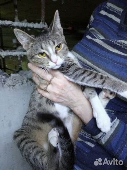 Котенок