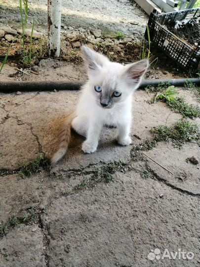 Котята в добрые руки мальчики