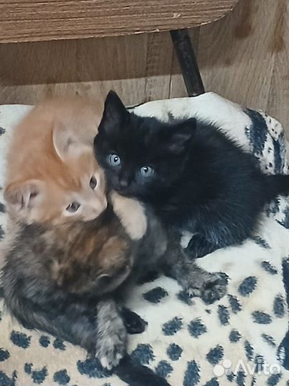 Котята в добрые руки приучены к лотку