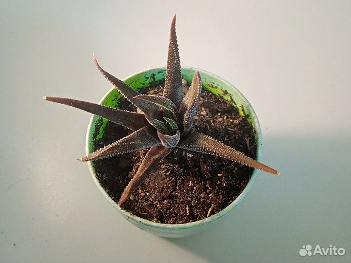 Растение хавортия