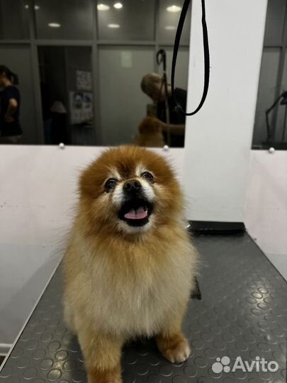 Грумер на дому или с выездом