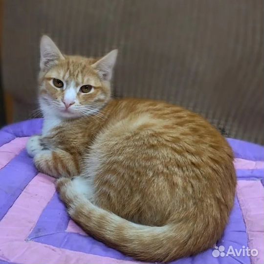 Кошки в добрые руки бесплатно