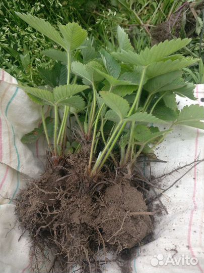 Саженцы земляники усатой