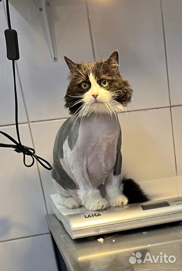 Ветеринарный врач. Ветеринарная клиника. Срочный в