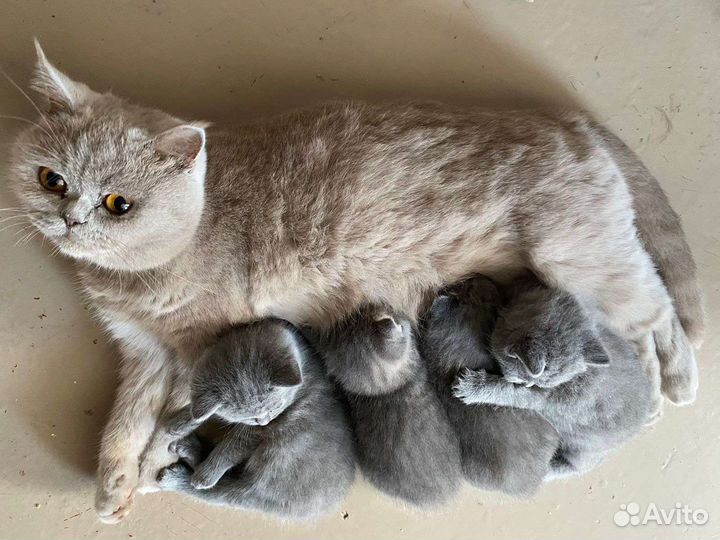 Кошка в дар бесплатно