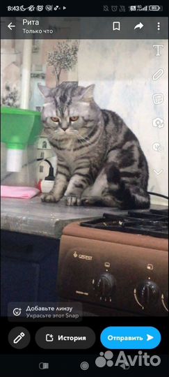 Британский кот
