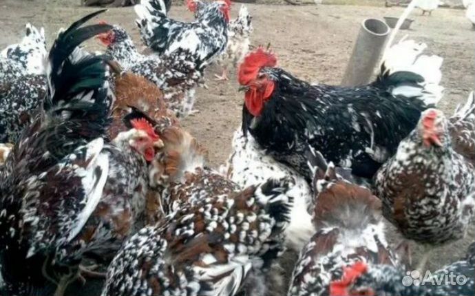 Яйцо инкубационное Ливенских ситцевых