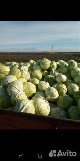 Продам капусту оптом