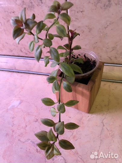 Гипоцирта вариегатная