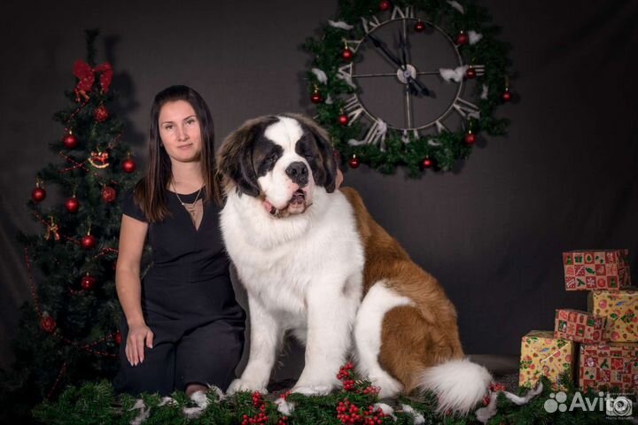 Сенбернар вязка