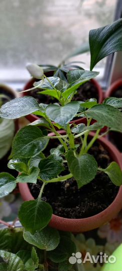 Комнатные цветы