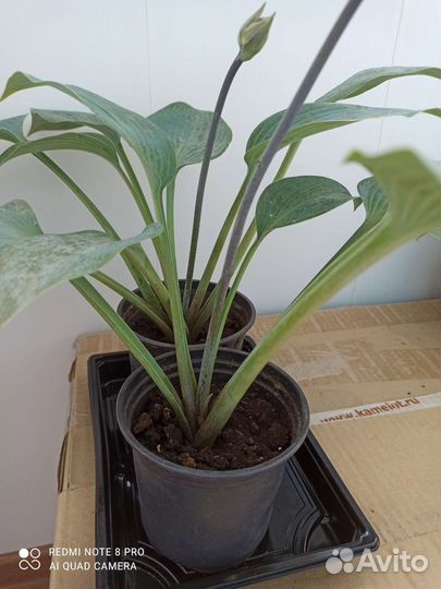 Хоста Халцион