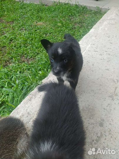 Щенки в добрые руки бесплатно