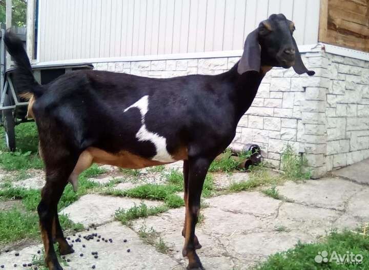 Нубийский козел