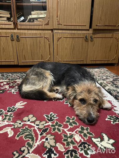 Коротколапик Джессика