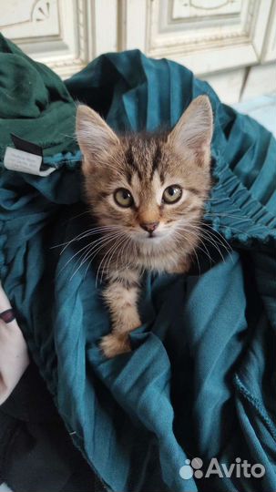 Котенок мальчик 1 месяц