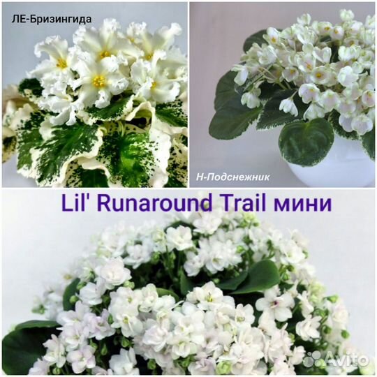 Фиалки сортовые листики с детками