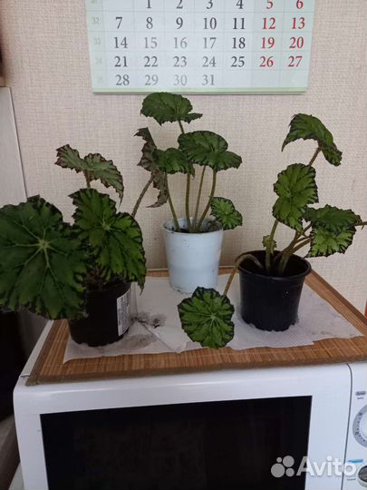Комнатные цветы Бегония королевская