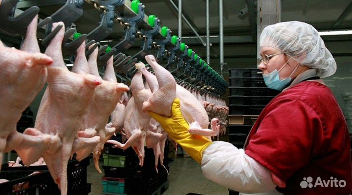Вахта на птицефабрике: удобный график работы Пермь