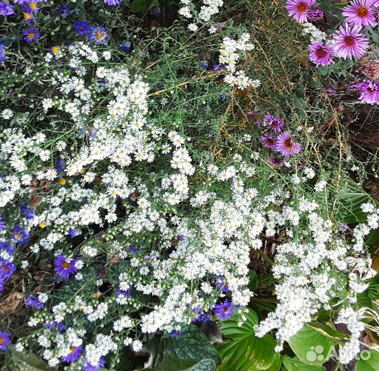 Астры многолетние (сентябрины)