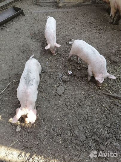Поросята