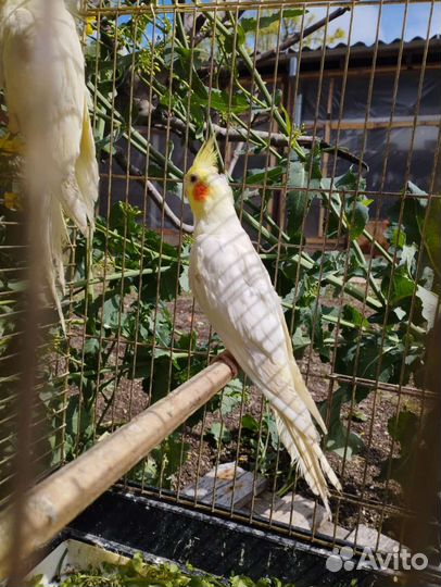 Попугаи разные