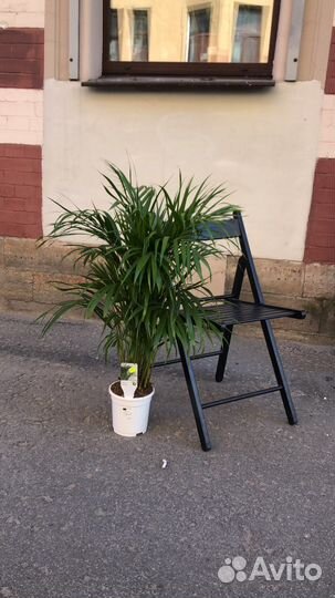 Пальма Арека