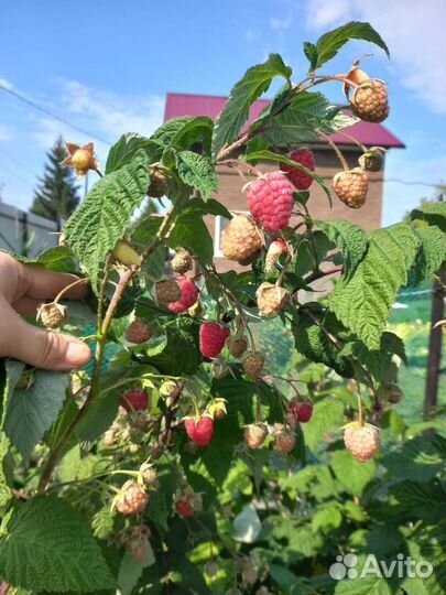 Ремонтантная малина