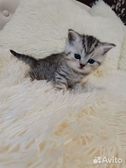 Шотландские котята