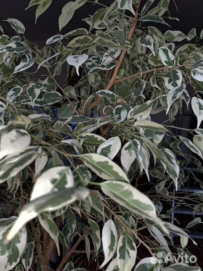 Фикус бенджамина большой