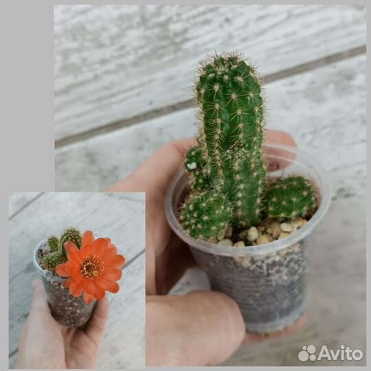 Кактусы сеянцы