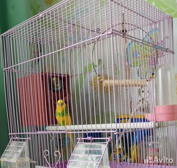 Волнистый попугай с клеткой бронь до 01.11.24