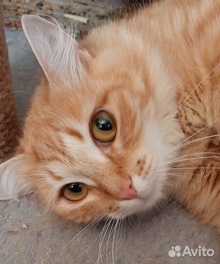 Кошечка в добрые руки