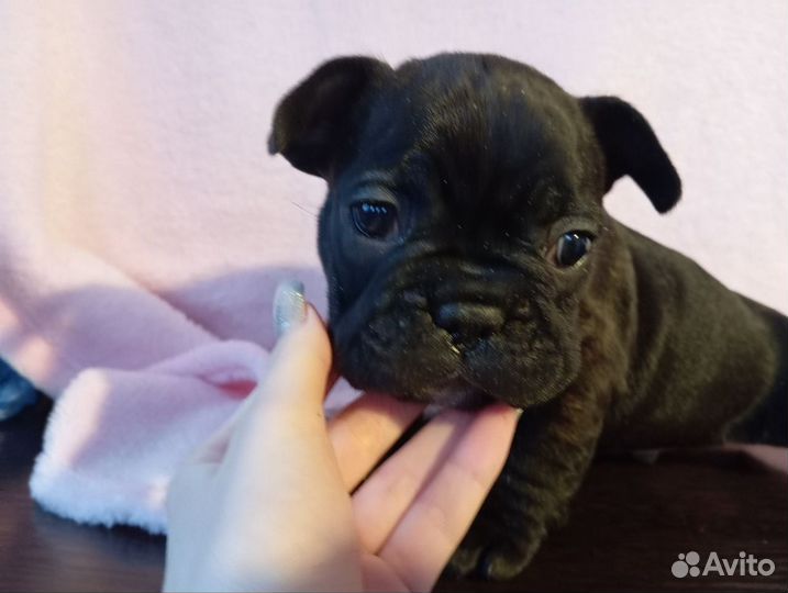 Французский бульдог щенки