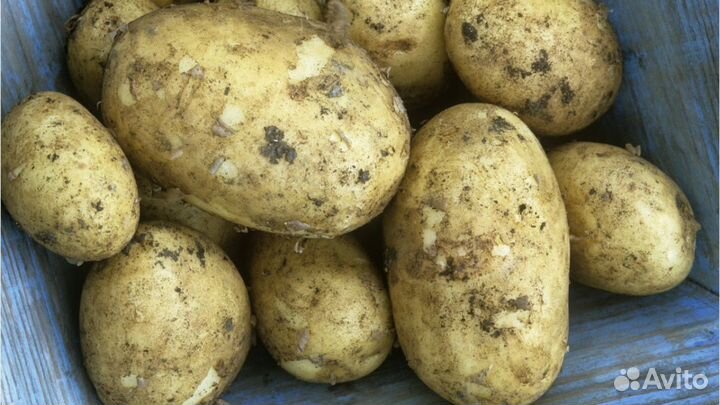 Домашний картофель