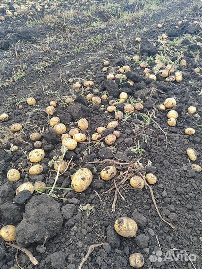Продам картофель со своего огорода
